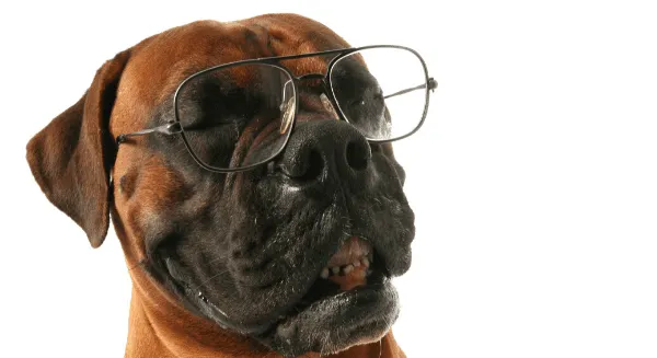 Professional portrait of a Krayemandco criminal lawyer wearing a black blazer and brown hijab standing in front of a law library at our Criminal defence firm Sydney CBD.